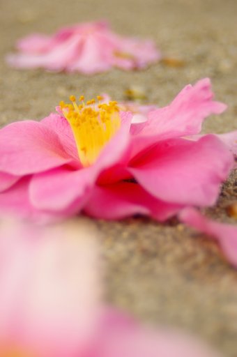 落・花