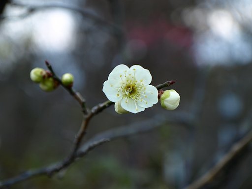 梅の花３