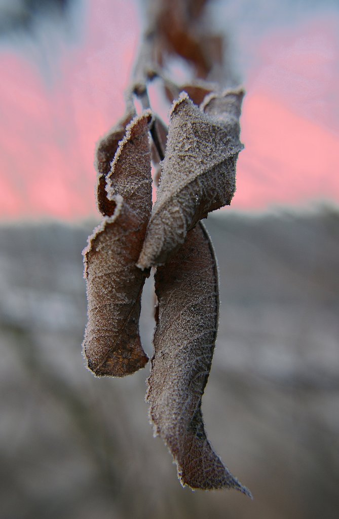 Frost - 2