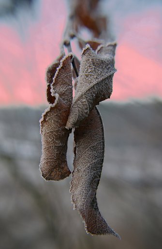 Frost - 2