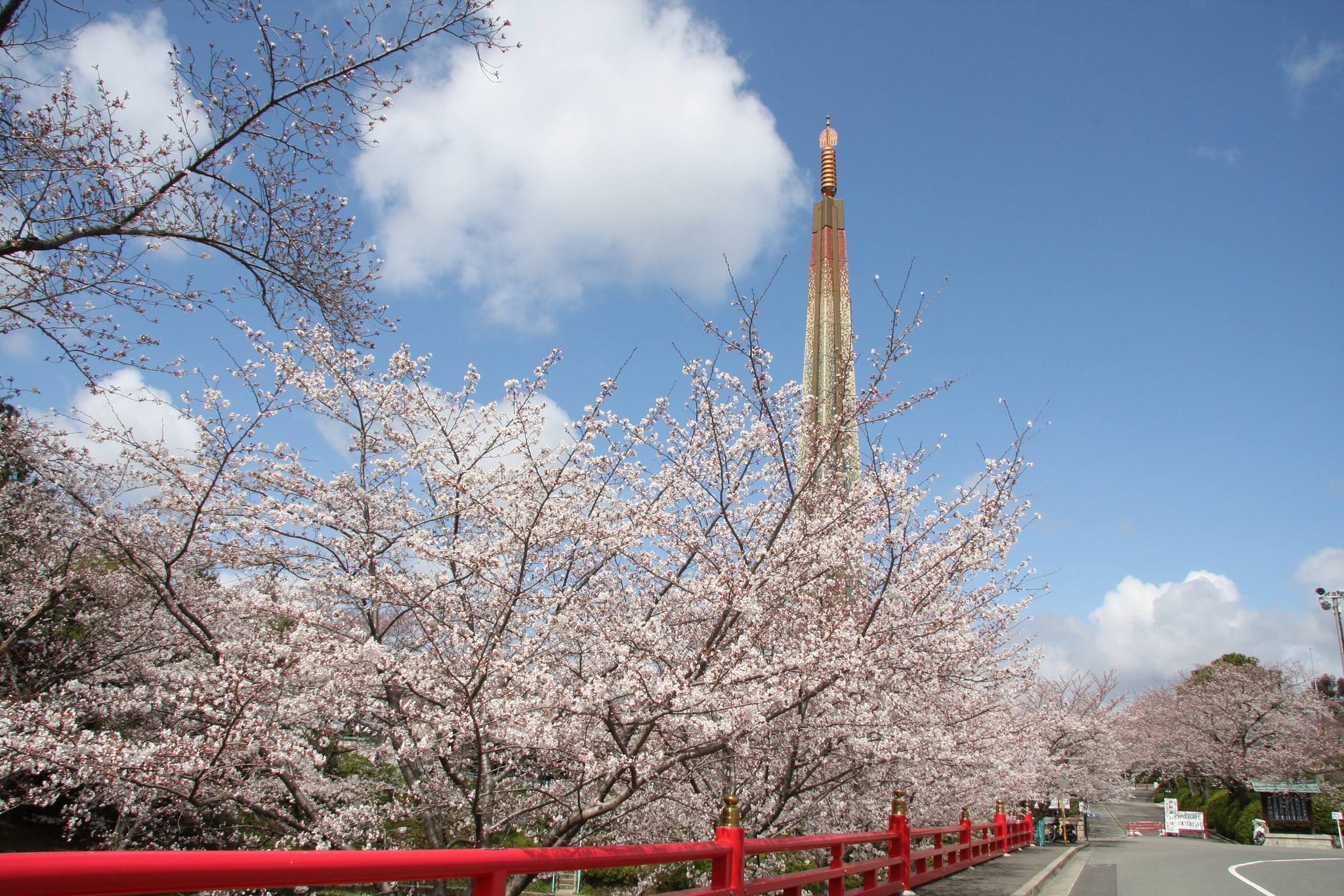 桜