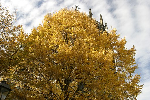 Autumn in Europe.