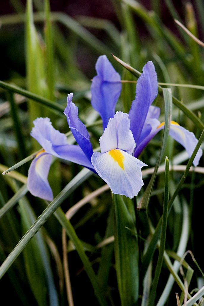 花菖蒲か？