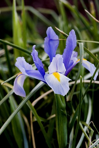 花菖蒲か？