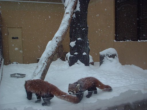 レッサーパンダ