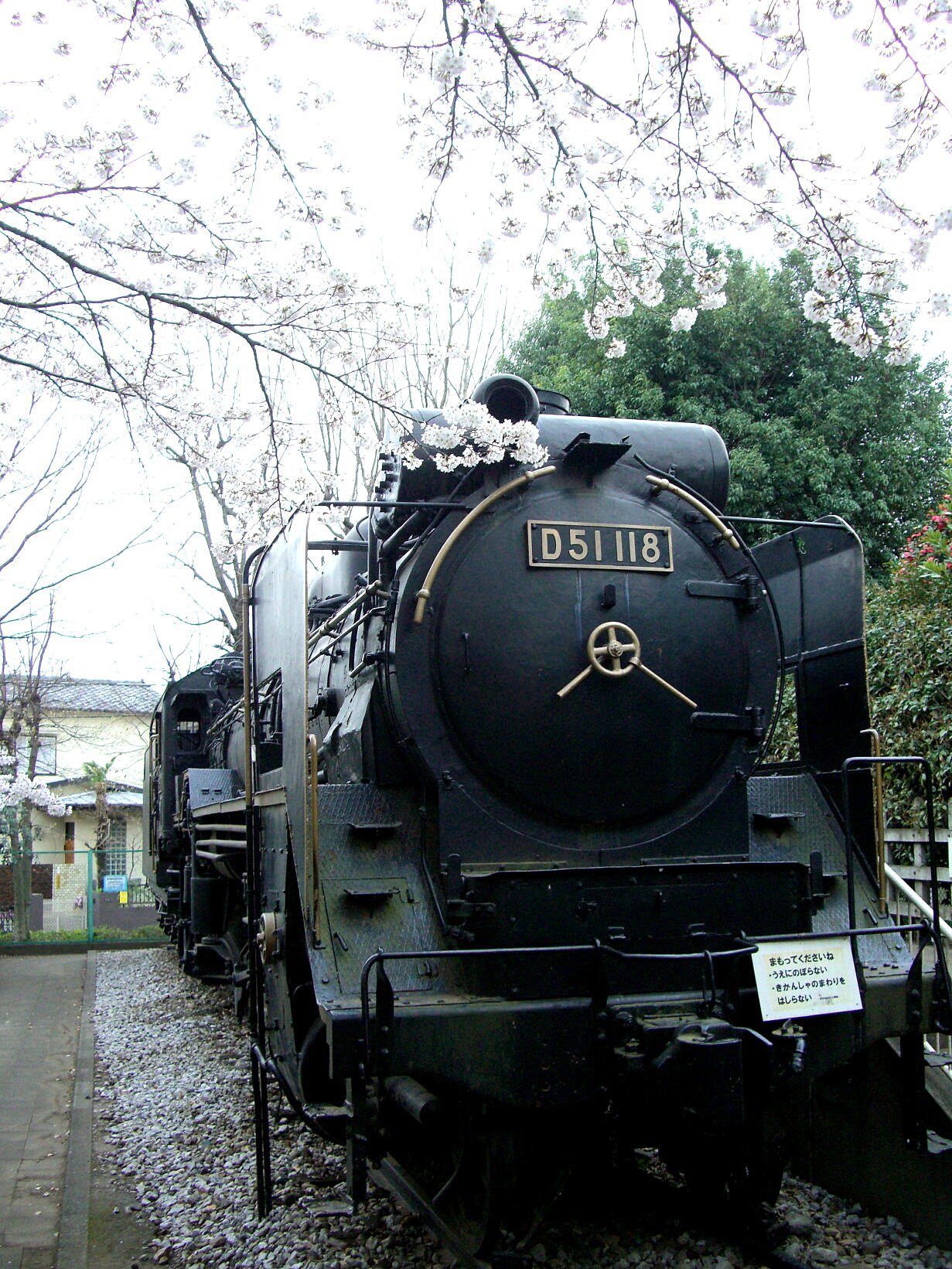 桜とD51