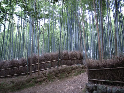 【音】静寂（竹林）