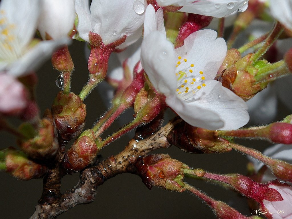 雨桜