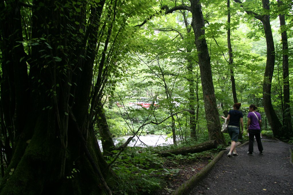 【緑】陰の道を行く