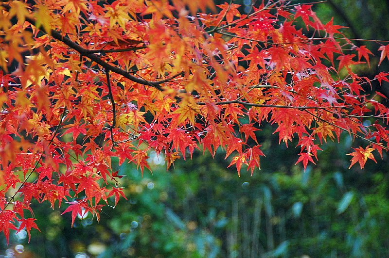 京都中川のもみじ