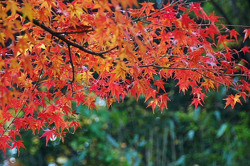 京都中川のもみじ