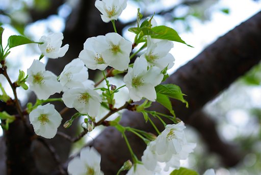 大島桜