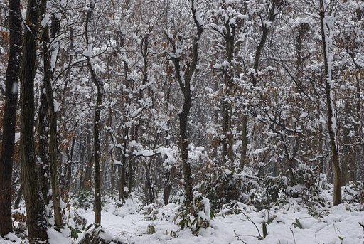 東京の里山に雪