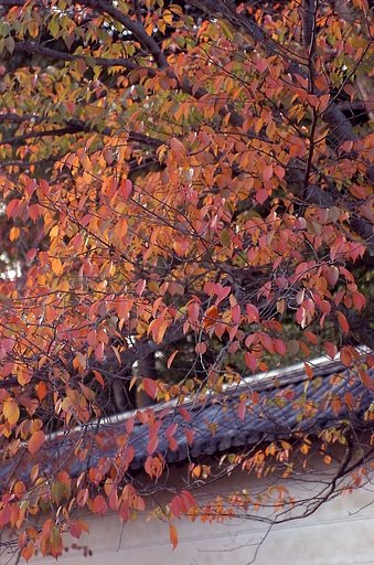 桜の落城