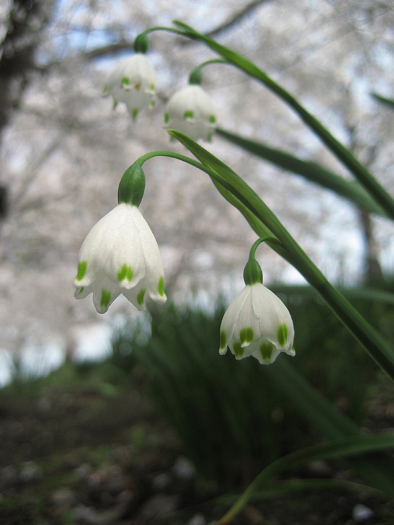 【緑】桜の木の下で