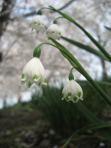【緑】桜の木の下で