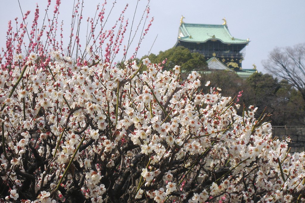 大阪城の梅