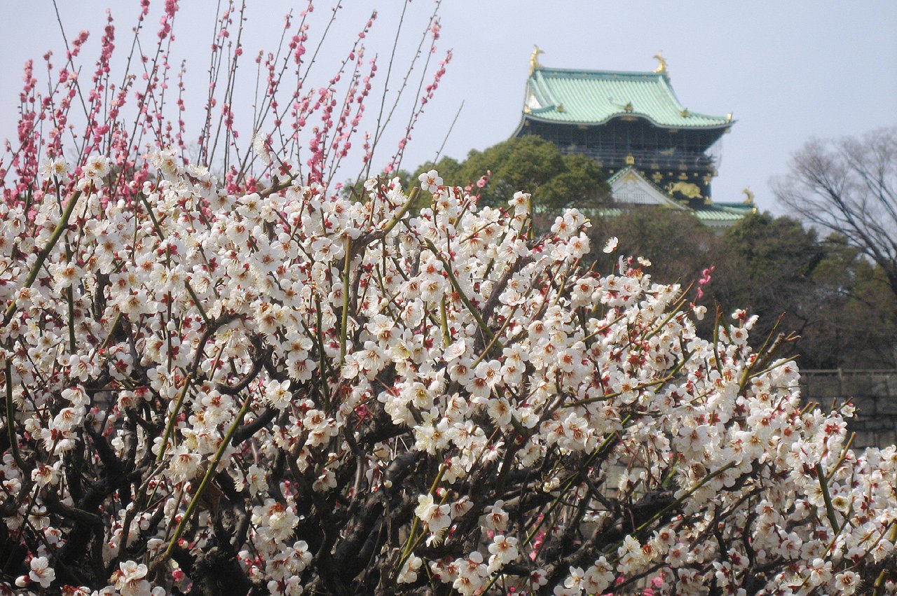 大阪城の梅