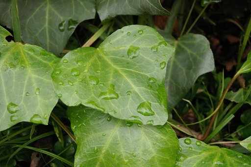 雨上がり