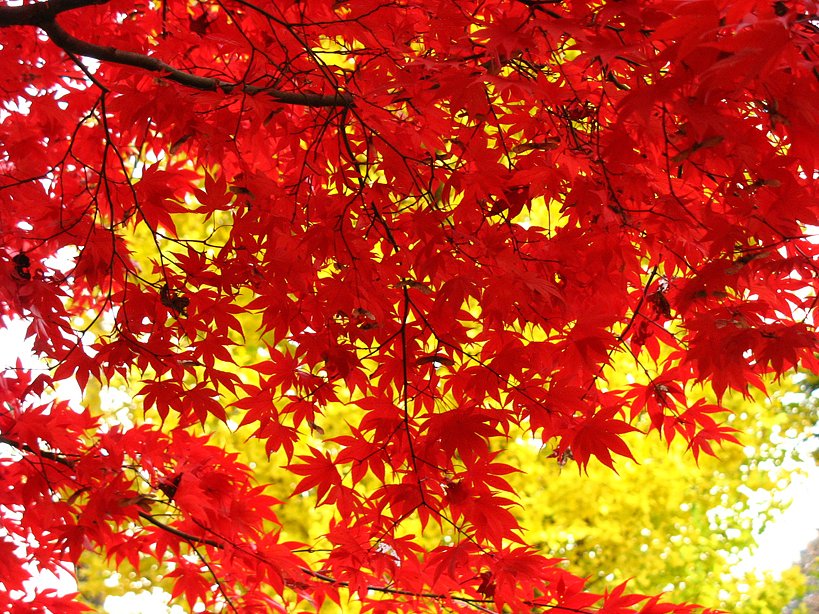 東京の紅葉