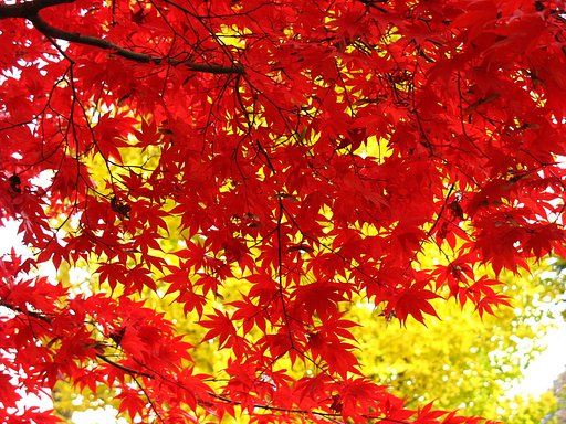 東京の紅葉