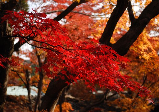 最後の紅葉