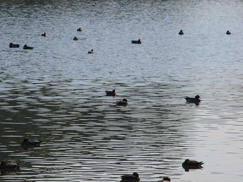 飛来池