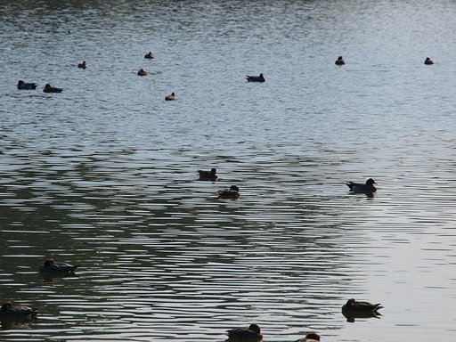 飛来池