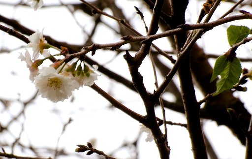 子福桜