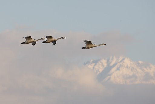 白鳥と剣岳