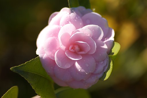 毎朝水をあげてる椿です。