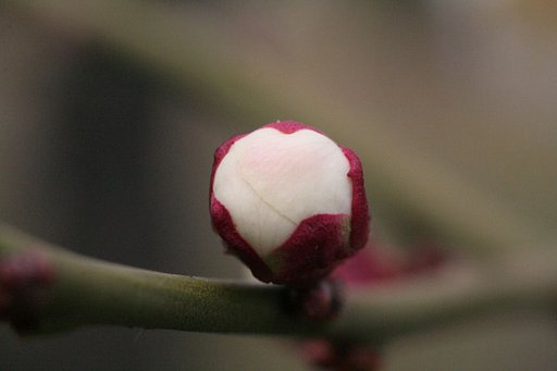 蕾