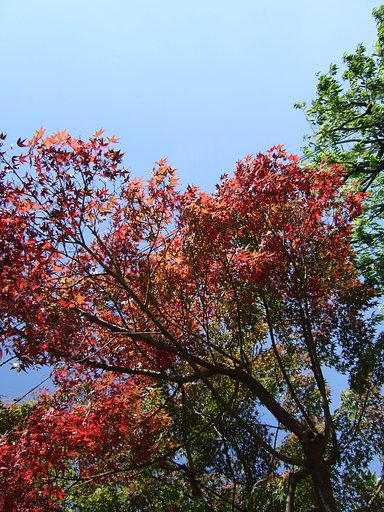 紅葉