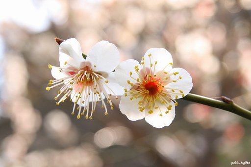 撮り直した花