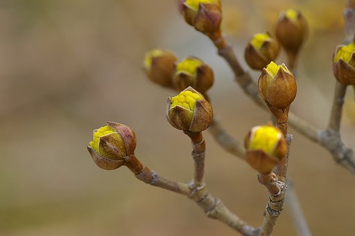 春風の中のサンシュユ