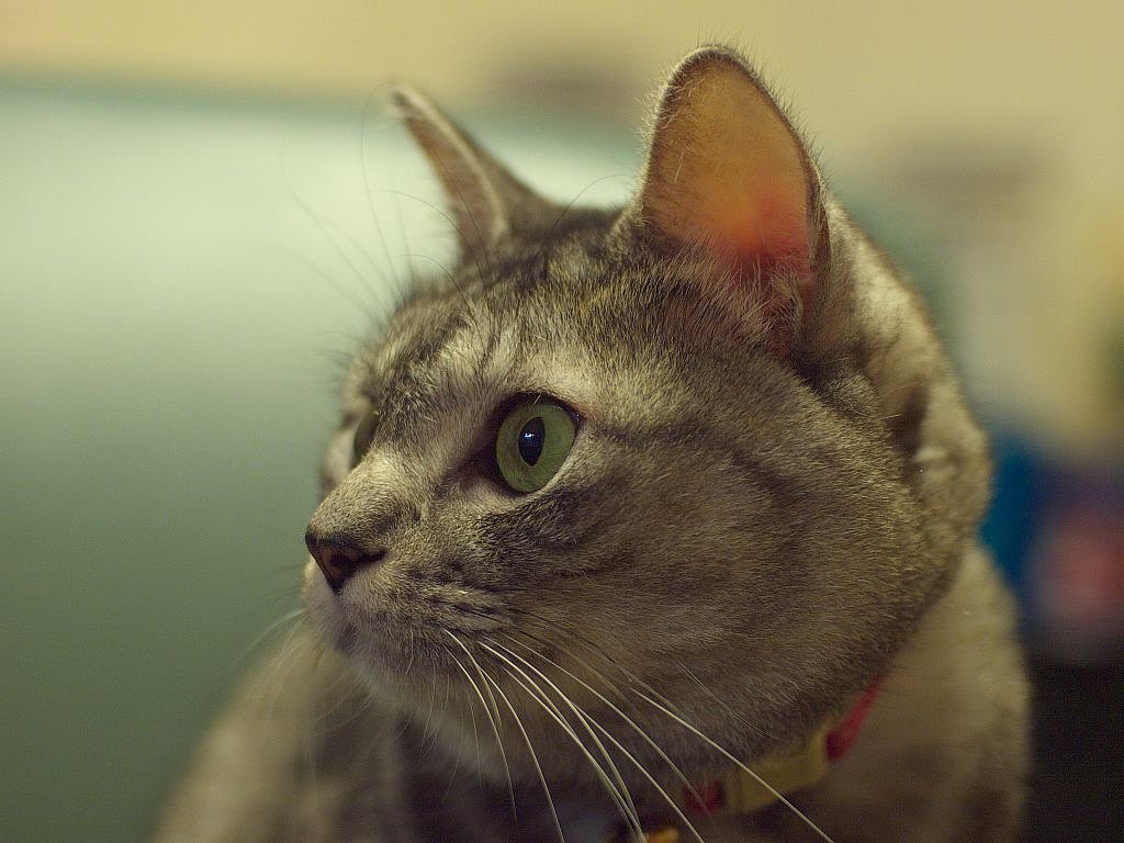 久しぶりにKH AR 40/1.8で