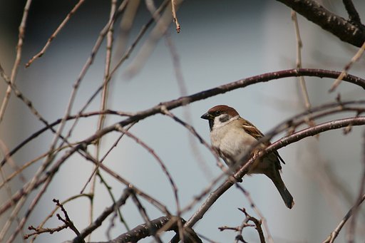 【締】はやっぱりスズメだ！