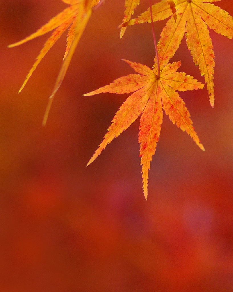 朱