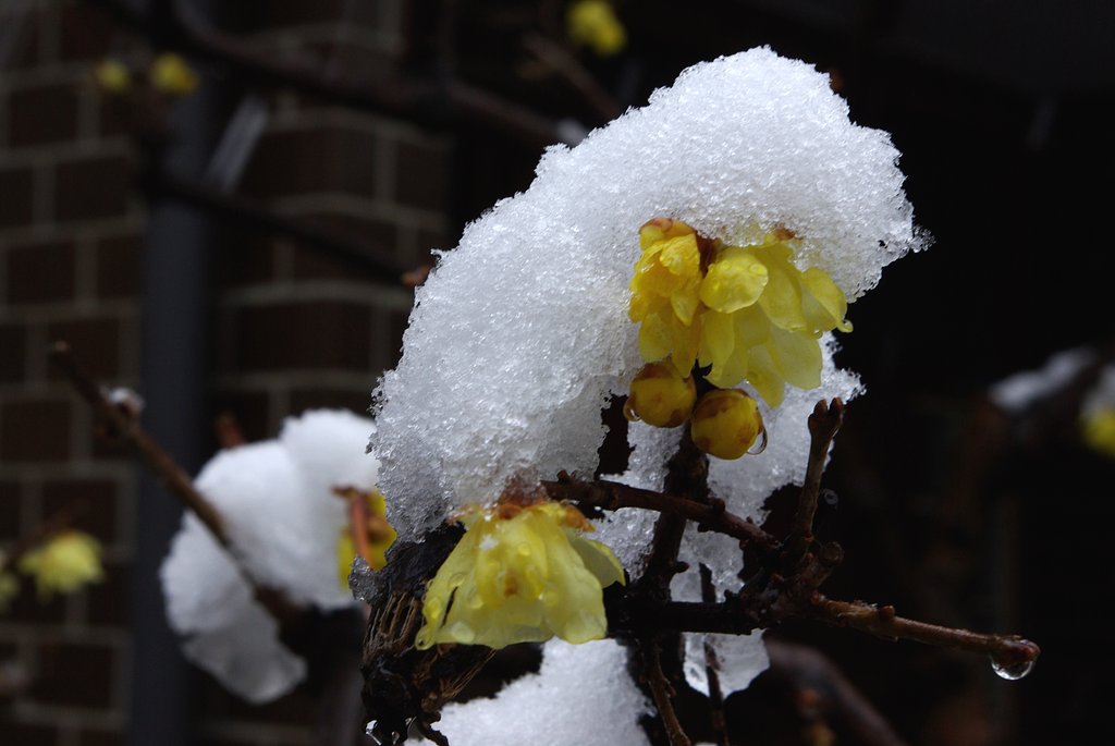 ロウバイ冠雪