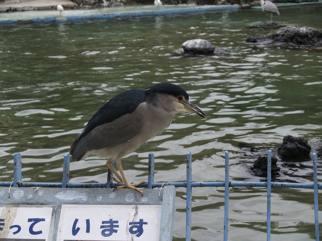サギ？