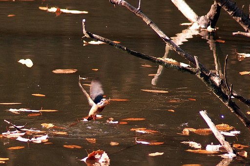 餌を捕って飛び上がるカワセミ