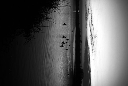 朝日の中で、、、Ｂ/Ｗ
