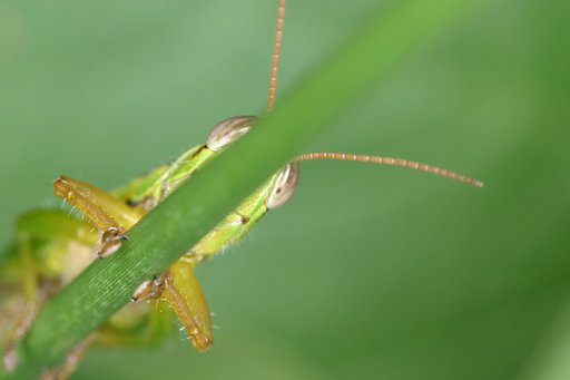 バッタ君、見〜つけた！