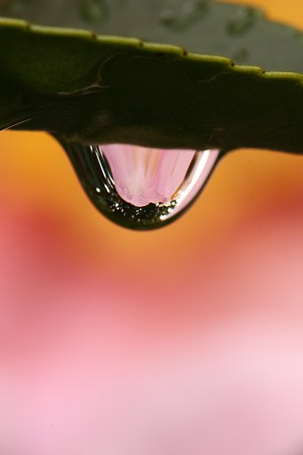 雨の山茶花