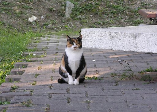 公園の主