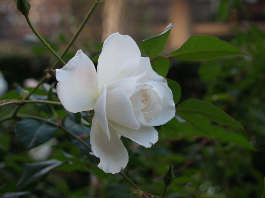 白薔薇