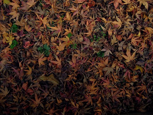落紅葉