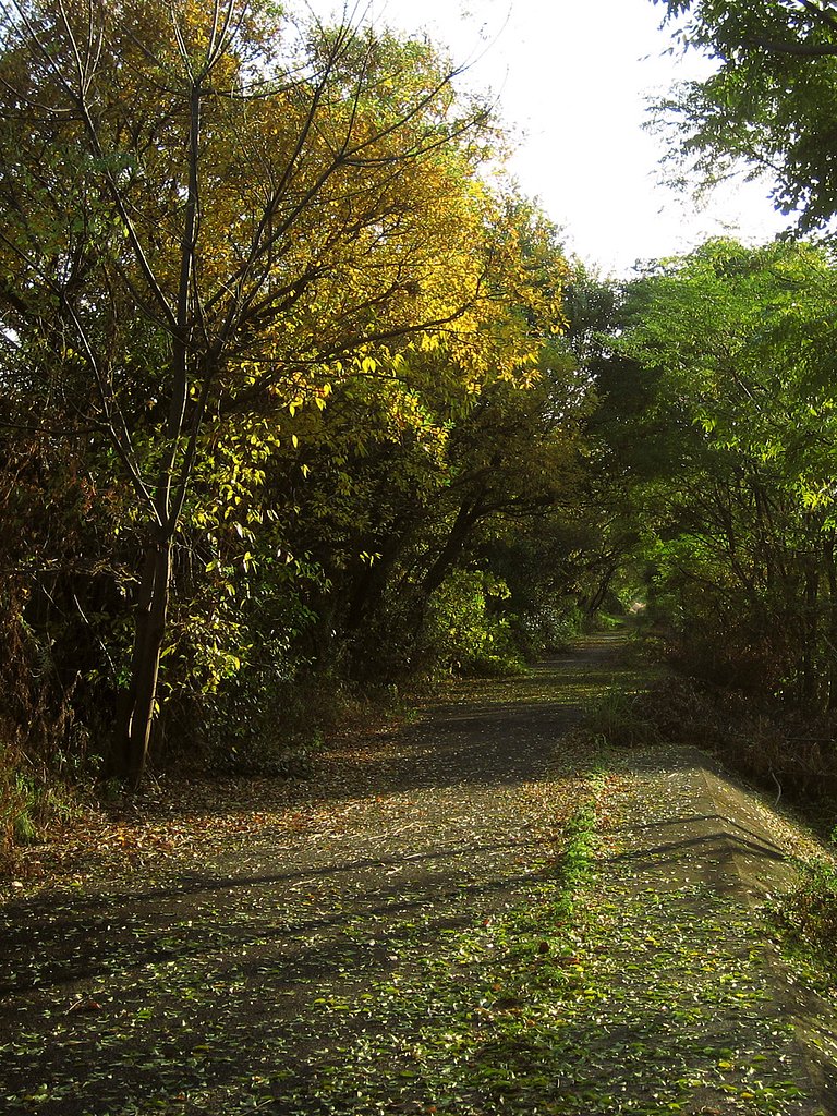河川敷散歩途
