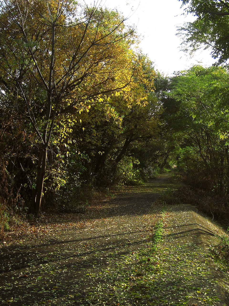 河川敷散歩途