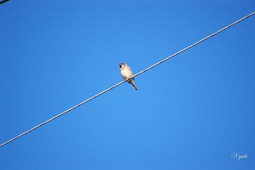 遠くを見つめて